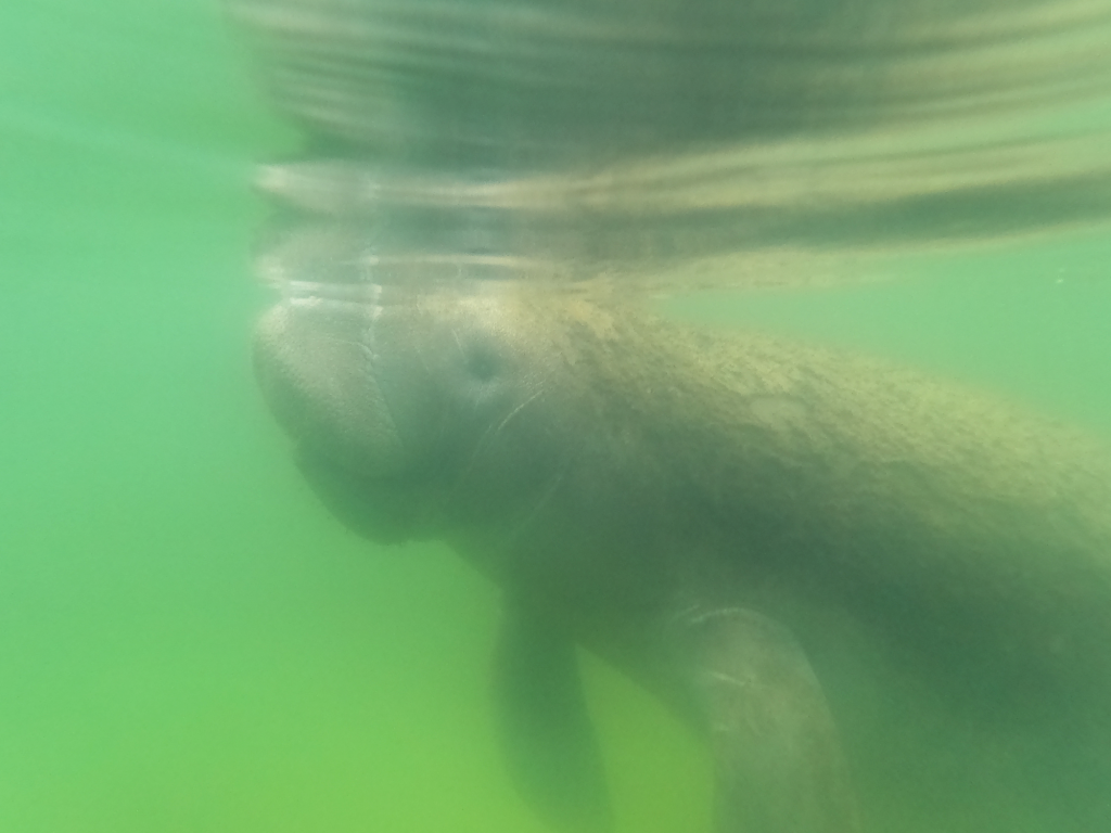 Manatee Surfacing to Breathe - Photo by Bird's Underwater Dive Center