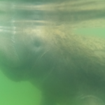 Manatee Surfacing to Breathe - Photo by Bird's Underwater Dive Center