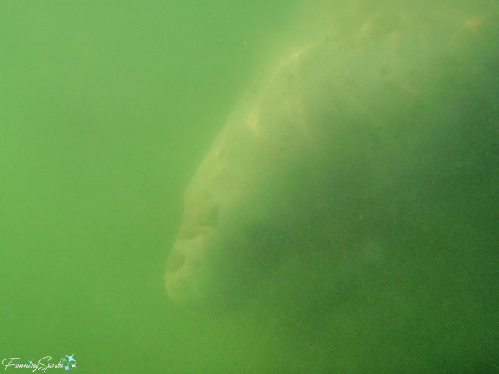 Manatee Swimming Underwater    @FanningSparks