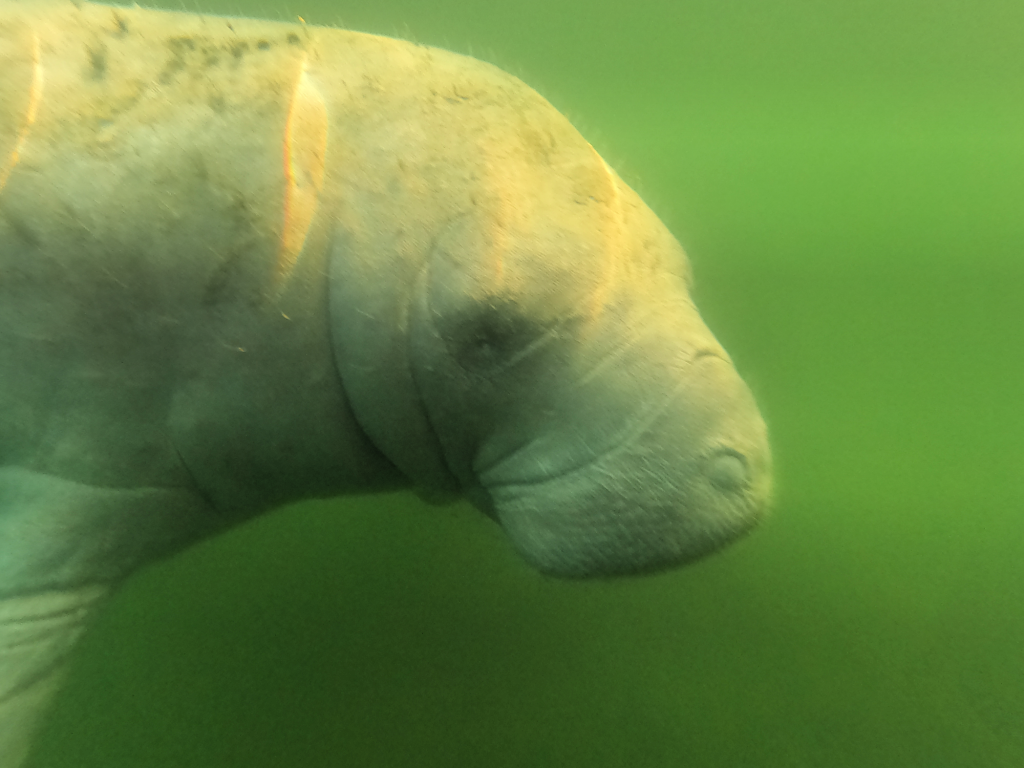 Manatee Underwater Facing Right - Photo by Bird's Underwater Dive Center