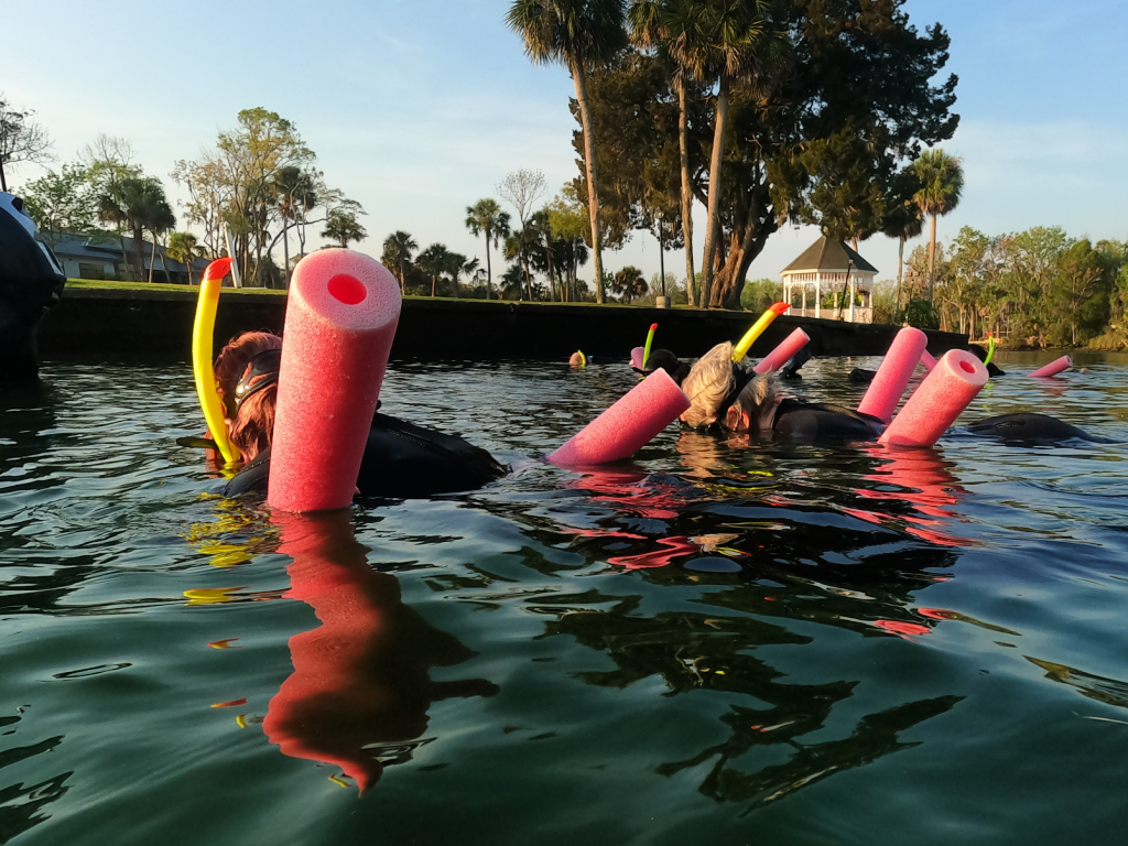 Manatee Viewers in Passive Observation - Photo by Bird's Underwater Dive Center   