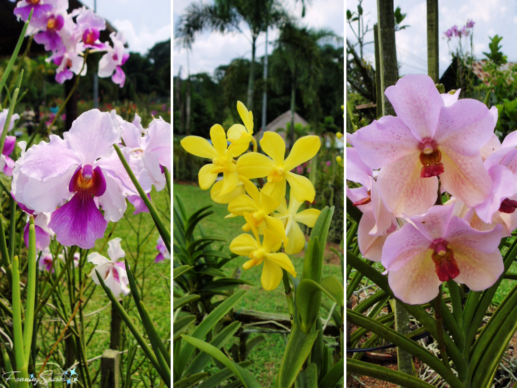 Orchid Blooms at Orchid Farm in Singapore   @FanningSparks