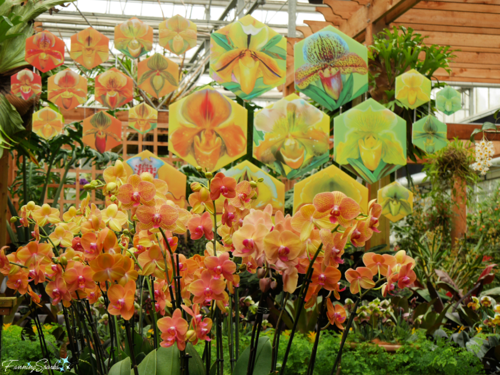 Orchid Display House at Atlanta Botanical Garden Orchid Daze   @FanningSparks