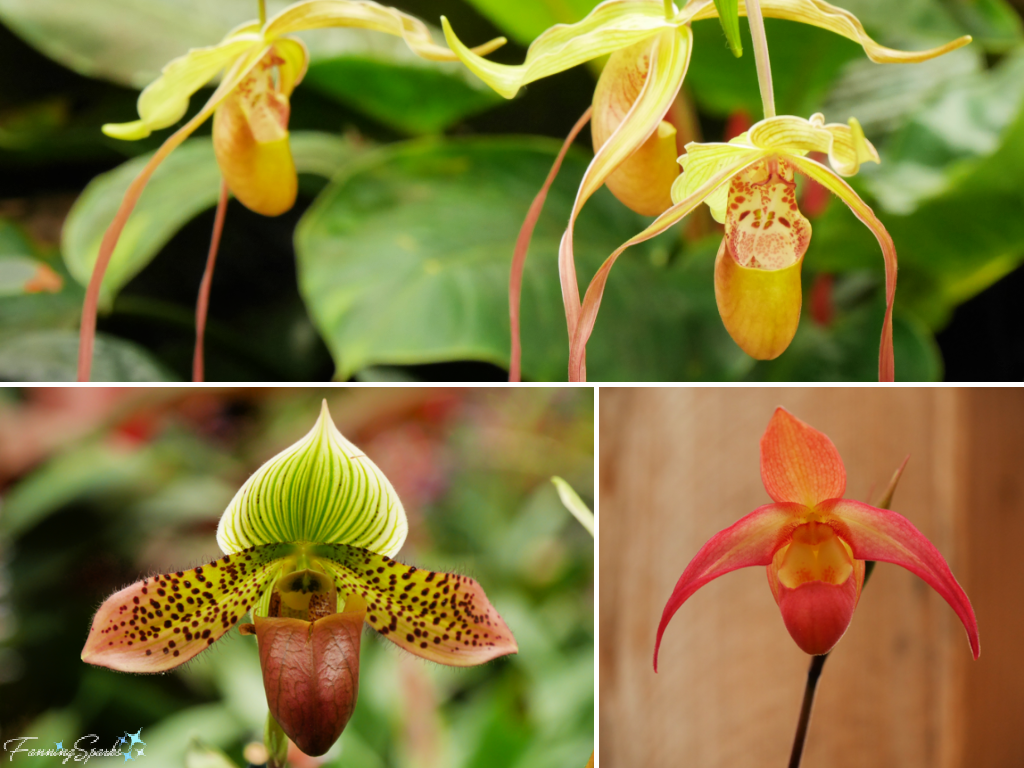 Roundup of Favorite Orchids at Atlanta Botanical Garden Orchid Daze   @FanningSparks