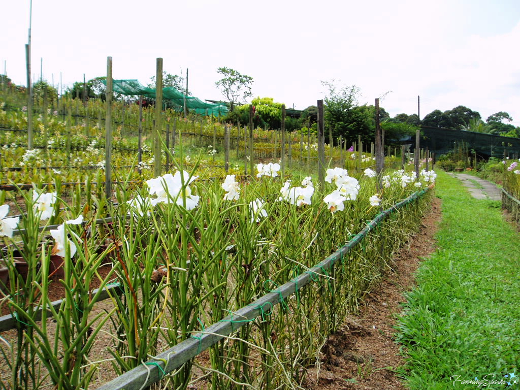 Rows of Orchids Growing at Orchid Farm in Singapore   @FanningSparks