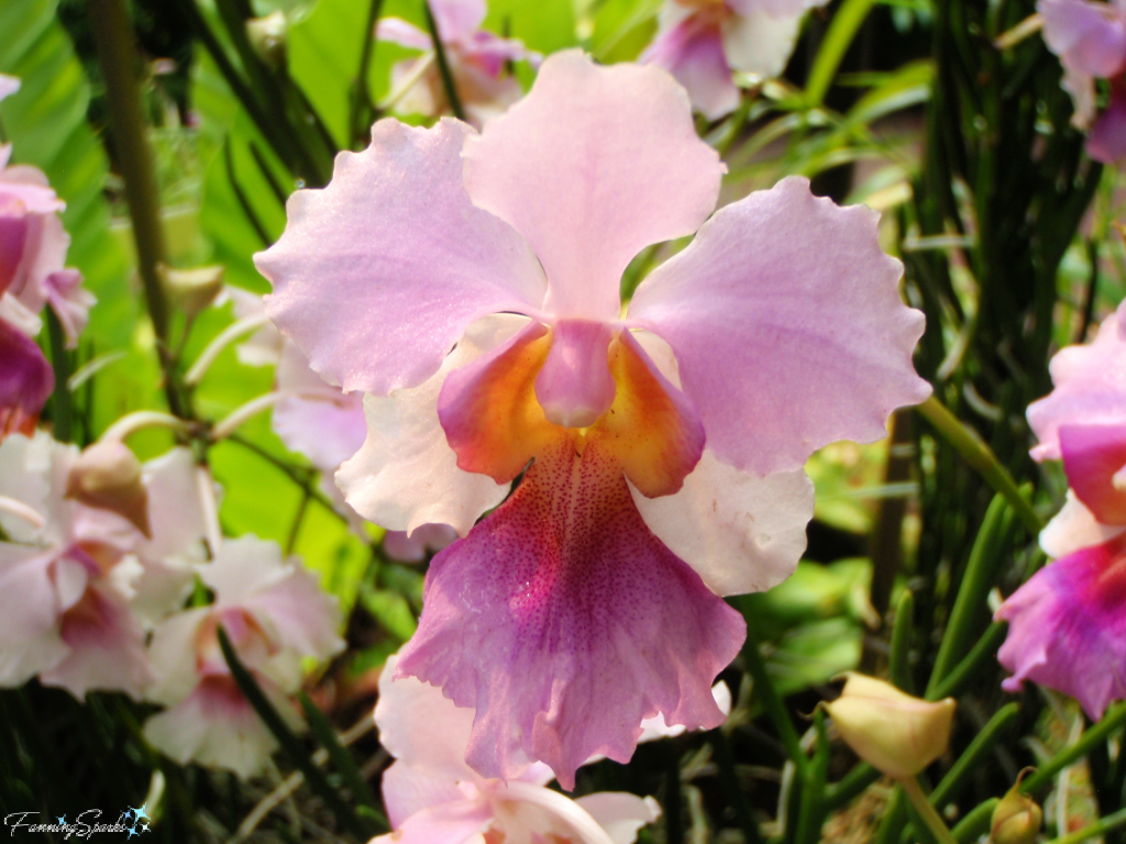 Vanda Miss Joaquim Orchid – National Flower of Singapore   @FanningSparks