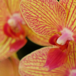 Yellow and Red Orchid from Atlanta Botanical Garden Orchid Daze @FanningSparks