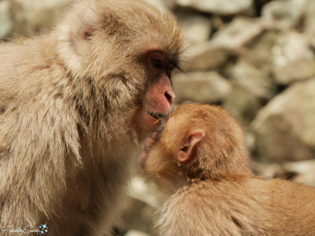 Adult Japanese Macaque Kisses Baby at Jigokudani Yaen-Koen Japan @FanningSparks