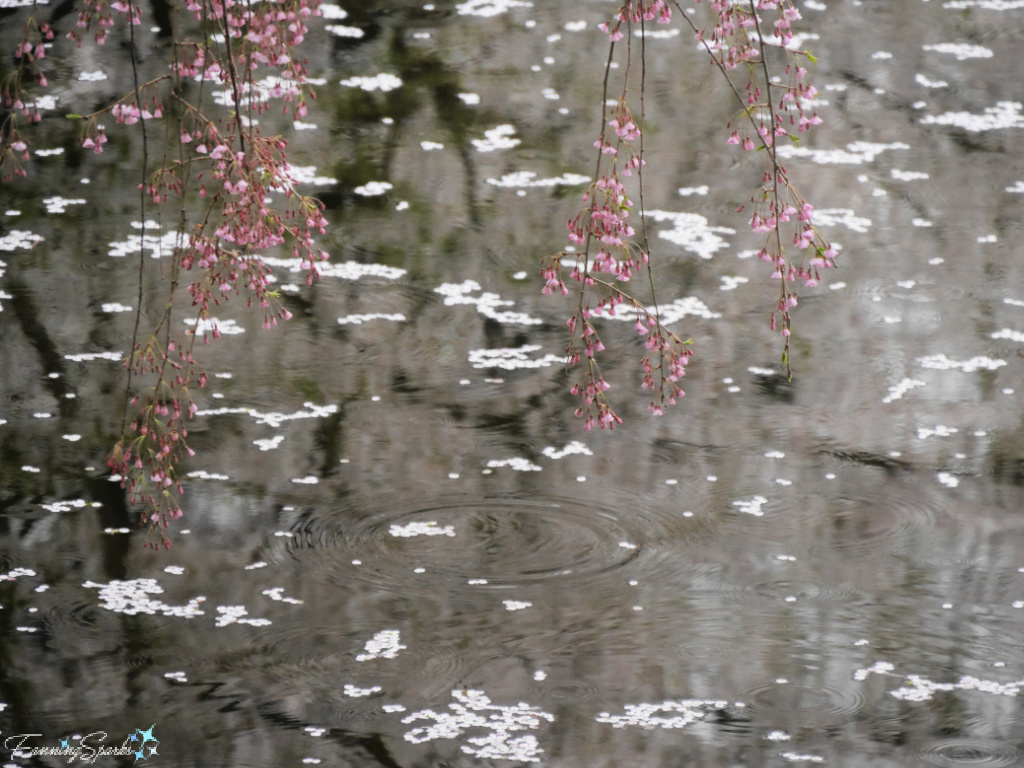 Cherry Blossom Petals in Rain  @FanningSparks