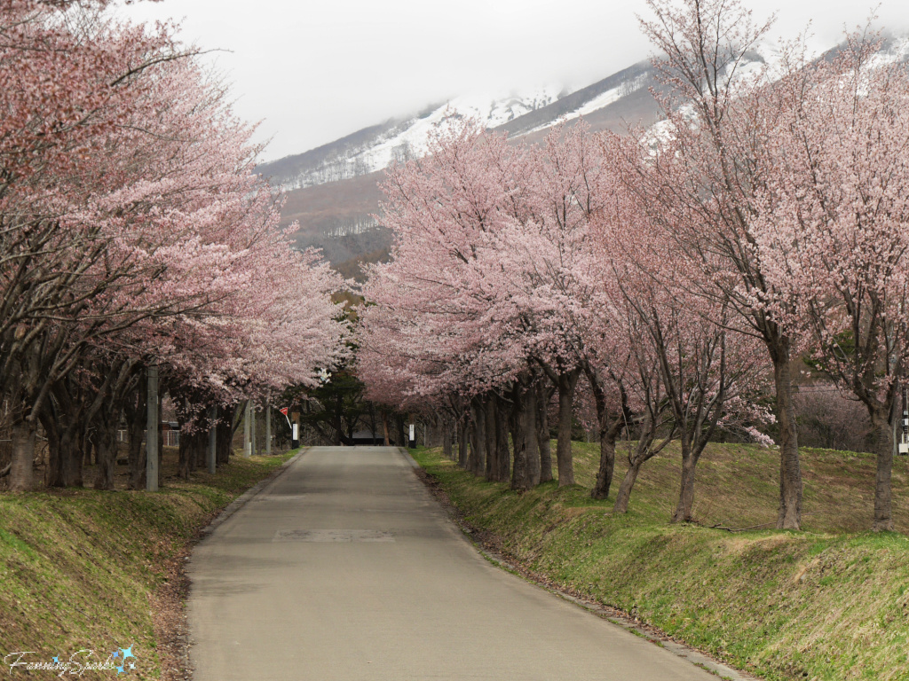 Cherry Blossom Tunnel in Front of Mount Iwaki Japan   @FanningSparks