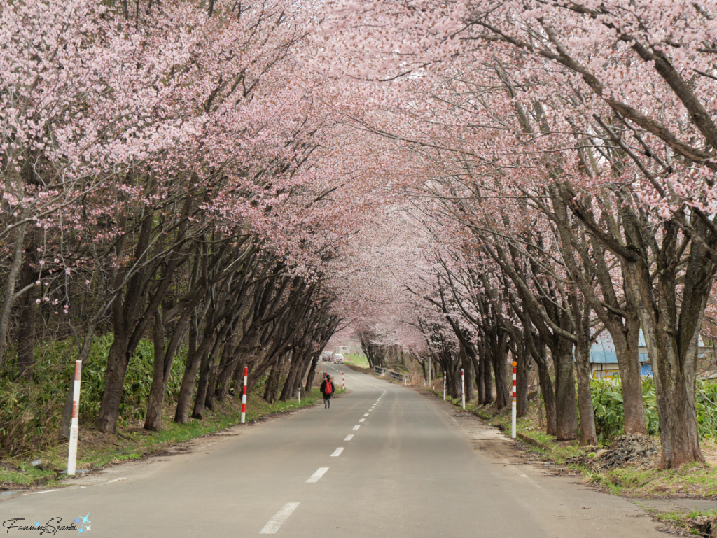 Cherry Blossom Tunnel near Mount Iwaki Japan   @FanningSparks