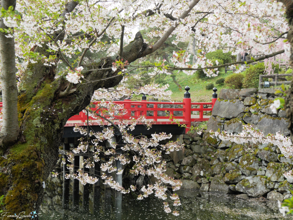 Cherry Blossoms over Bridge in Hirosaki Park Japan @FanningSparks