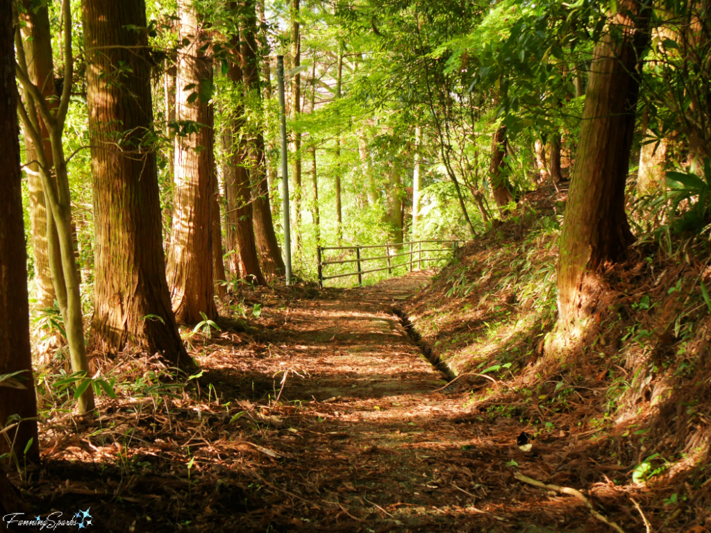 Forest Hiking Trail near Magome Japan   @FanningSparks