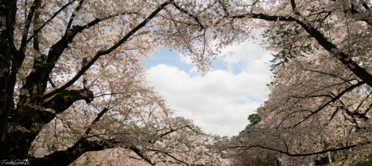 Heart Cutout in Cherry Blossoms at Hirosaki Park Japan fea@FanningSparks