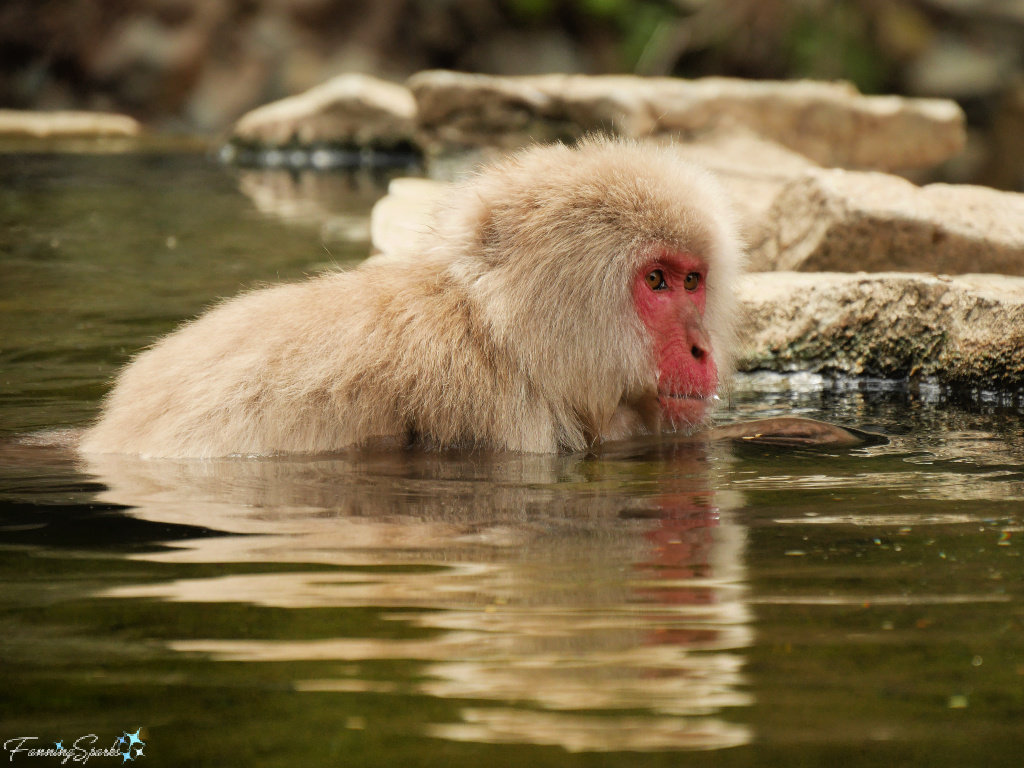 Japanese Macaque in Hot Spring Pool at Jigokudani Yaen-Koen Japan @FanningSparks