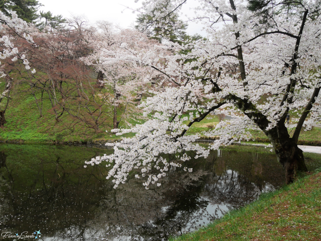 White Cherry Tree in Bloom Leaning Over Water  @FanningSparks