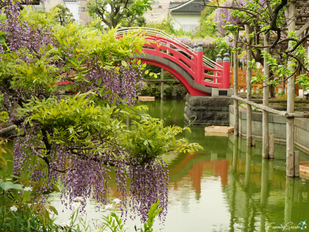 Wisteria Blooms in Kameido Shrine in Tokyo  @FanningSparks