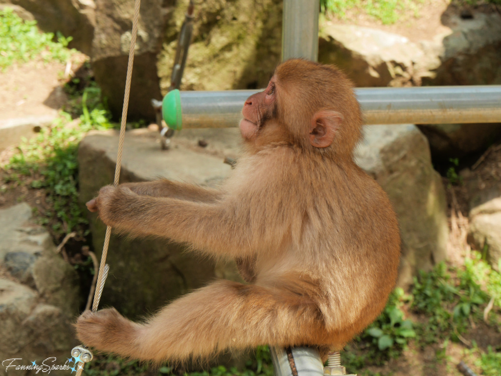 Japanese Macaque Baby Climbs Sign at Jigokudani Yaen-Koen in Japan   @FanningSparks