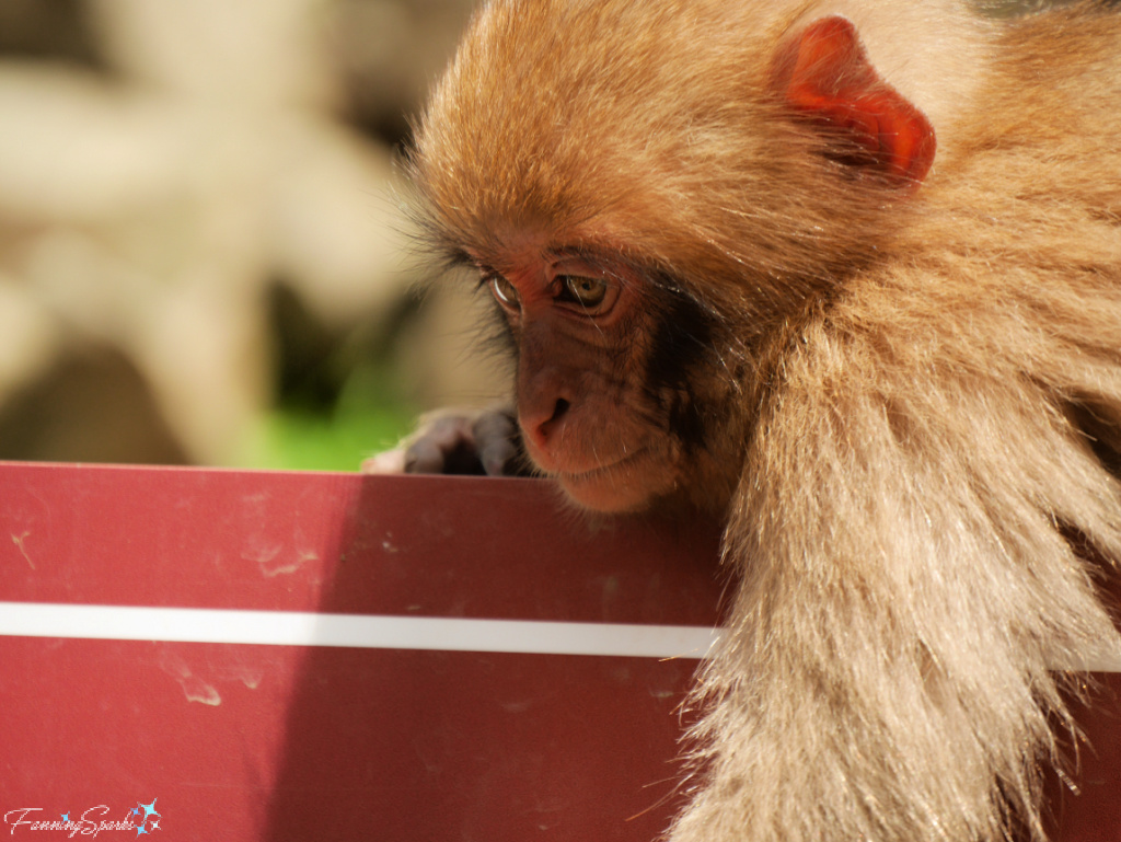 Japanese Macaque Baby Lies on Sign at Jigokudani Yaen-Koen in Japan   @FanningSparks