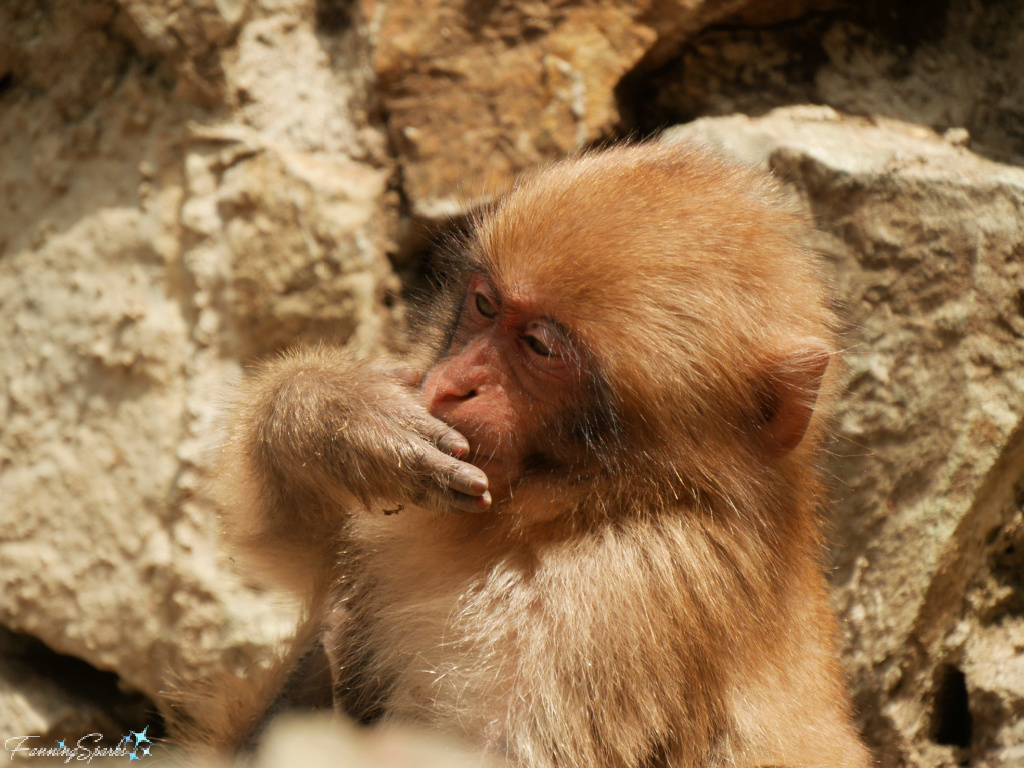 Japanese Macaque Baby Using Hand to Eat at Jigokudani Yaen-Koen in Japan   @FanningSparks