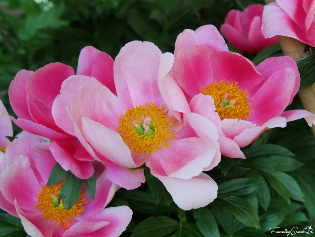 Bright Pink Peony Blooms at Ueno Toshoga Peony Garden in Tokyo Japan   @FanningSparks