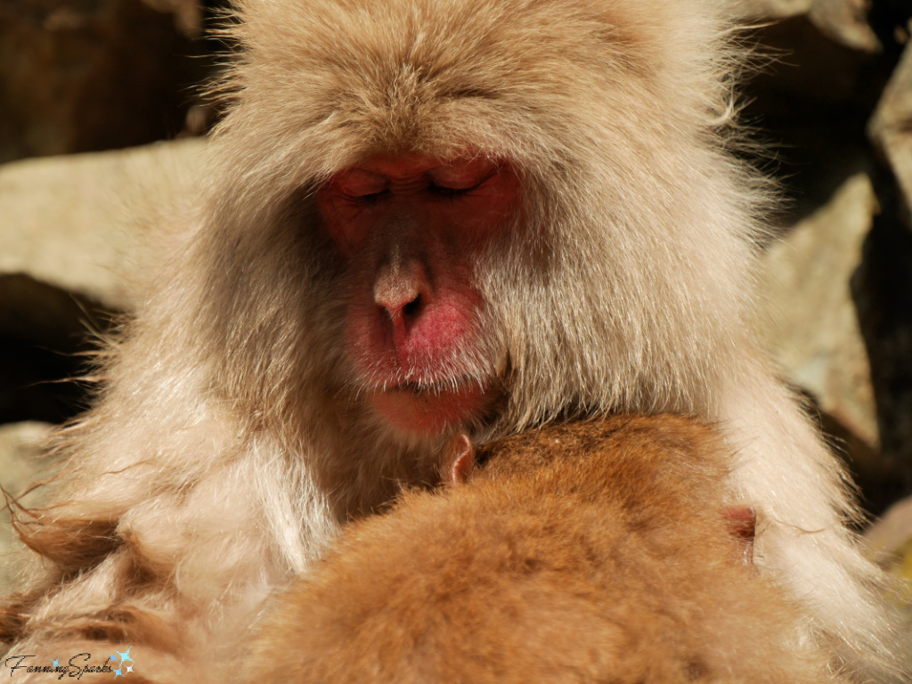 Closeup Japanese Macaque Mother Hugs Baby at Jigokudani Yaen-Koen   @FanningSparks