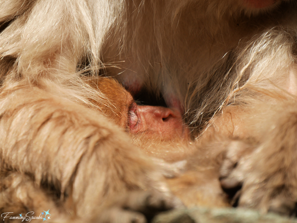 Closeup Japanese Macaque Mother Nurses Baby at Jigokudani Yaen-Koen   @FanningSparks