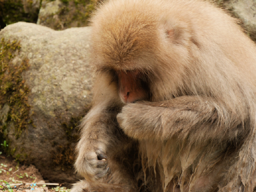 Japanese Macaque Picking Up Seeds at Jigokudani Yaen-Koen in Japan   @FanningSparks