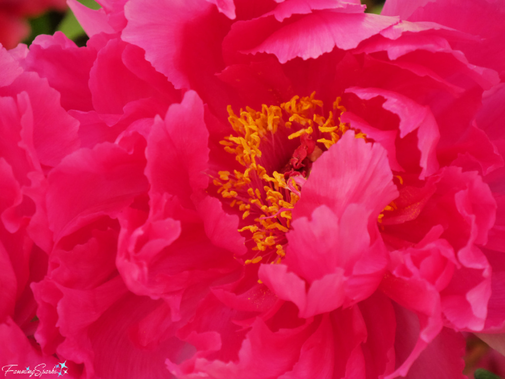 Closeup of Brilliant Pink Peony Bloom at Ueno Toshoga Peony Garden in Tokyo Japan   @FanningSparks