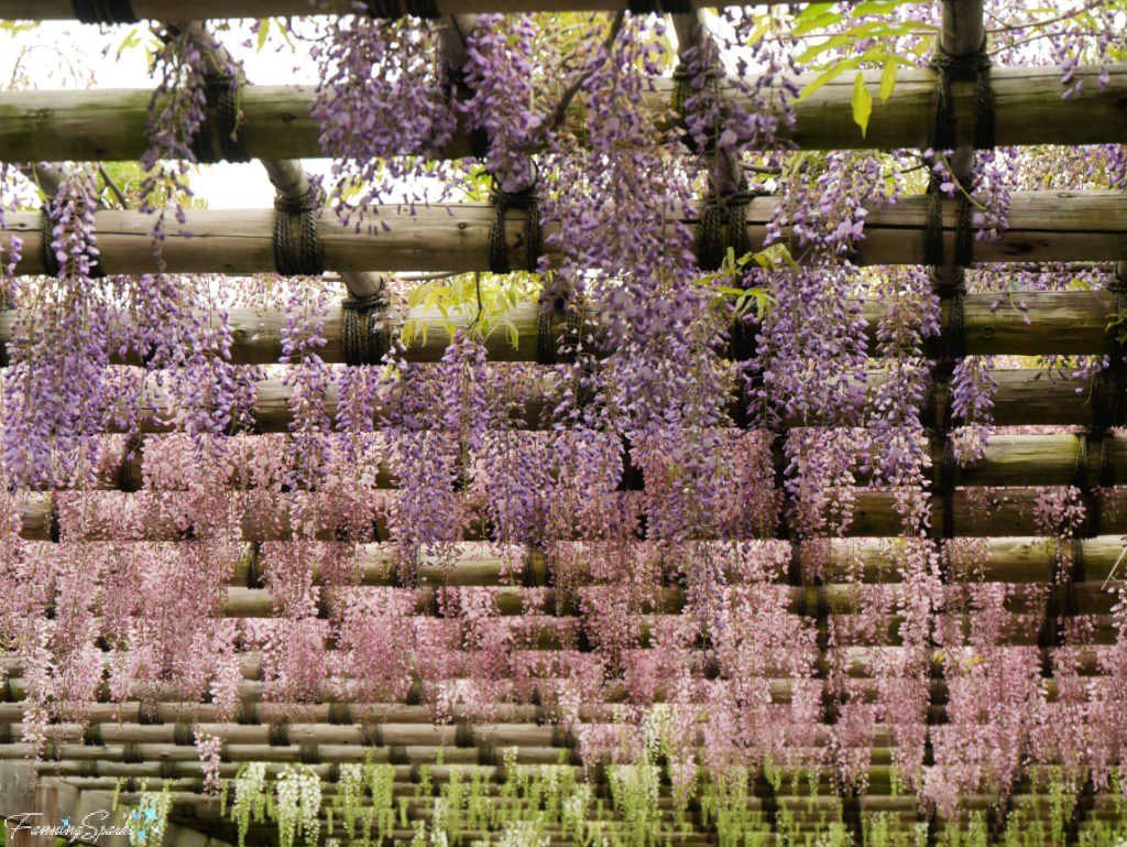 Hanging Wisteria in Tenryu-ji Zen Temple Landscape Garden   @FanningSparks