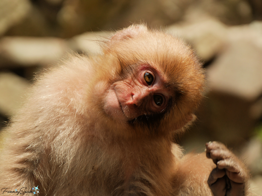 Japanese Macaque Baby Tilts Head at Jigokudani Yaen-Koen   @FanningSparks