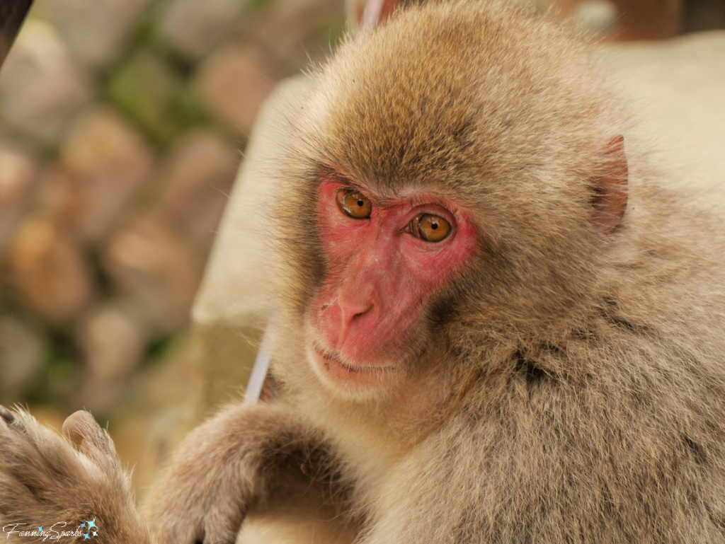 Japanese Macaque Calmly Gazes at Visitors at Jigokudani Yaen-Koen Japan  @FanningSparks