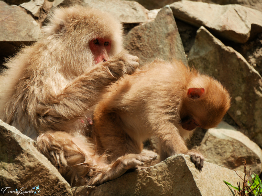 Japanese Macaque Mother Grooms Baby at Jigokudani Yaen-Koen   @FanningSparks