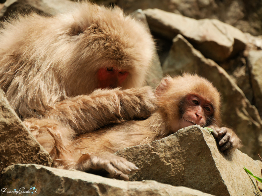 Japanese Macaque Mother Grooms Baby at Jigokudani Yaen-Koen   @FanningSparks