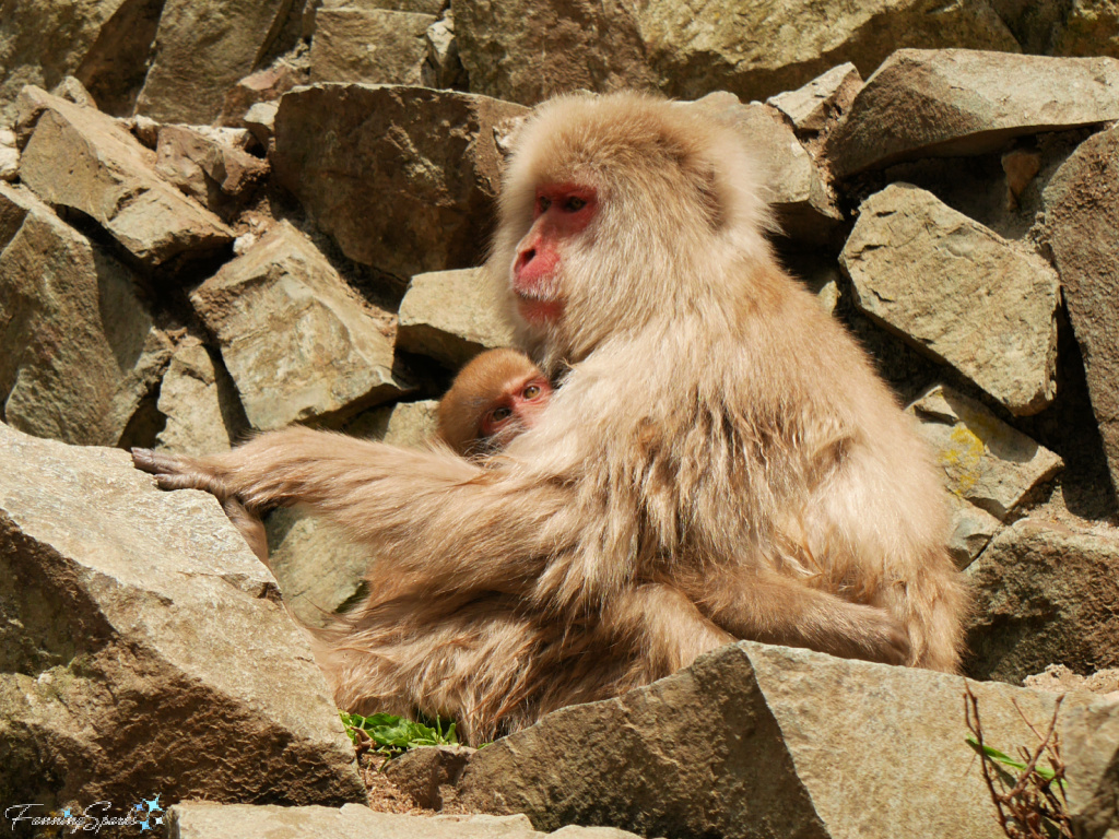 Japanese Macaque Mother Hugs Baby at Jigokudani Yaen-Koen   @FanningSparks