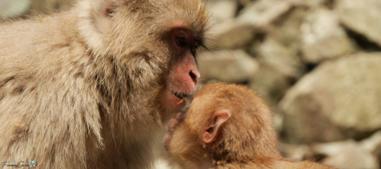 Adult Japanese Macaque Kisses Baby at Jigokudani Yaen-Koen @FanningSparks