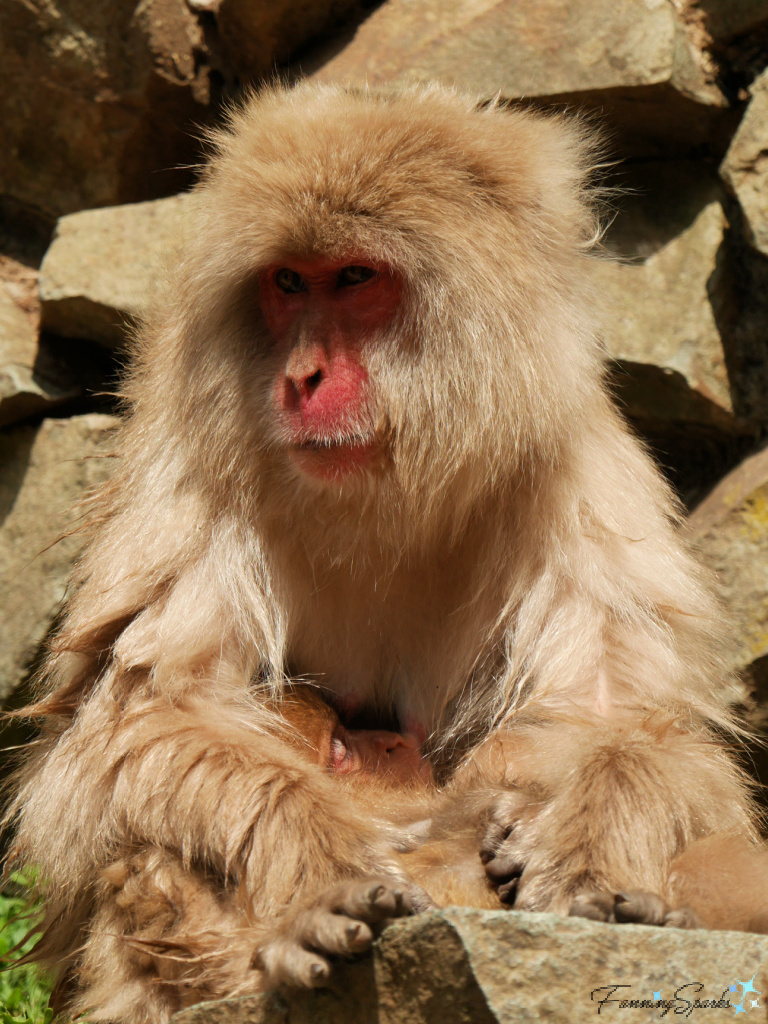 Japanese Macaque Mother Nurses Baby at Jigokudani Yaen-Koen   @FanningSparks