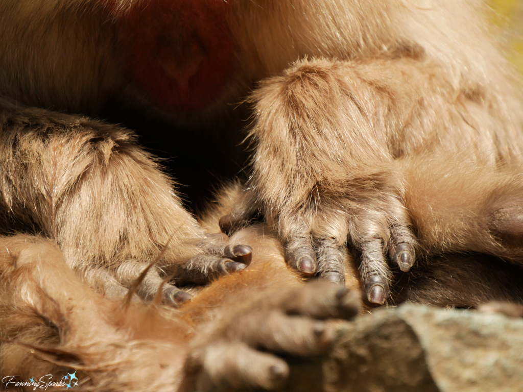 Japanese Macaque Mothers Hands on Baby at Jigokudani Yaen-Koen   @FanningSparks