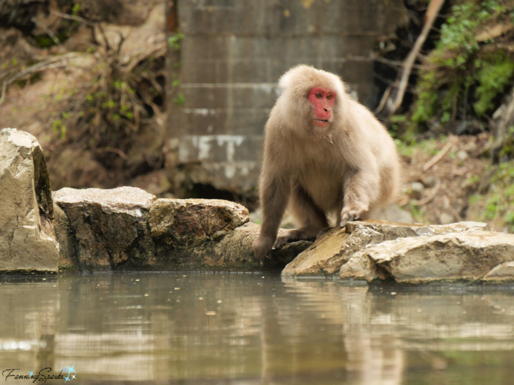 Japanese Macaque Prepares to Enter Onsen at Jigokudani Yaen-Koen Japan   @FanningSparks