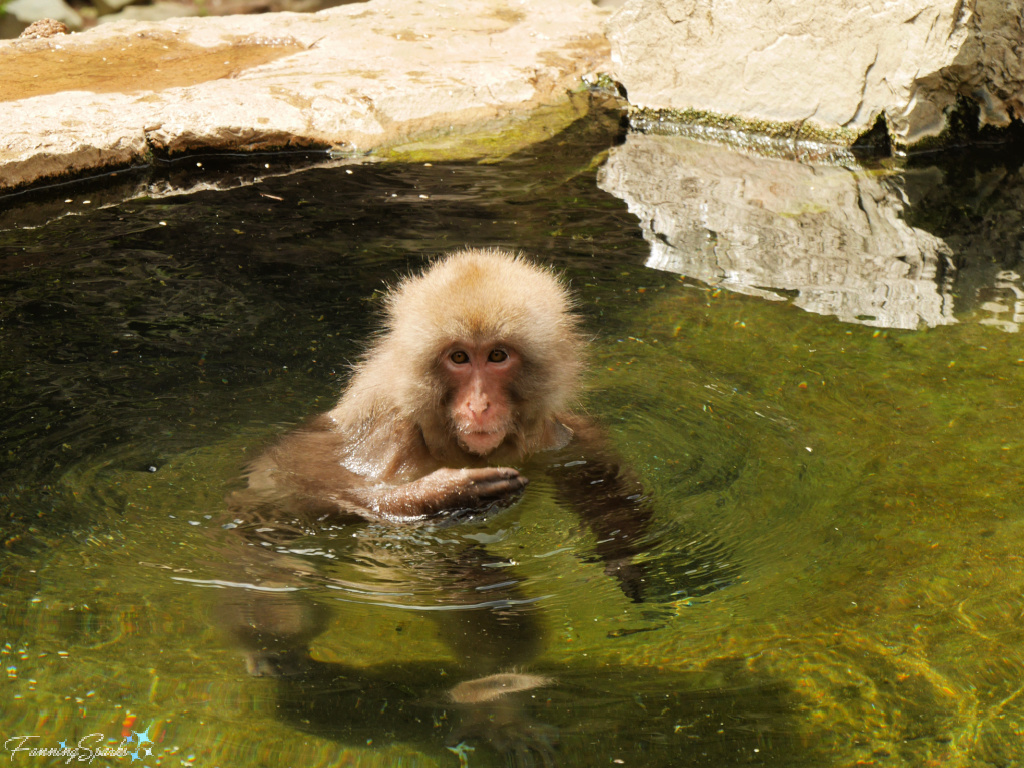 Japanese Macaque Walks Around In Onsen at Jigokudani Yaen-Koen Japan   @FanningSparks