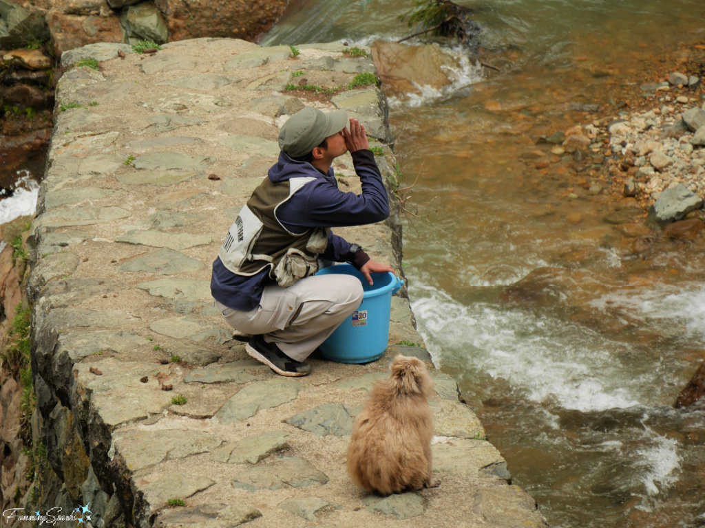 Jigokudani Yaen-Koen Park Attendant Feeds Monkeys   @FanningSparks