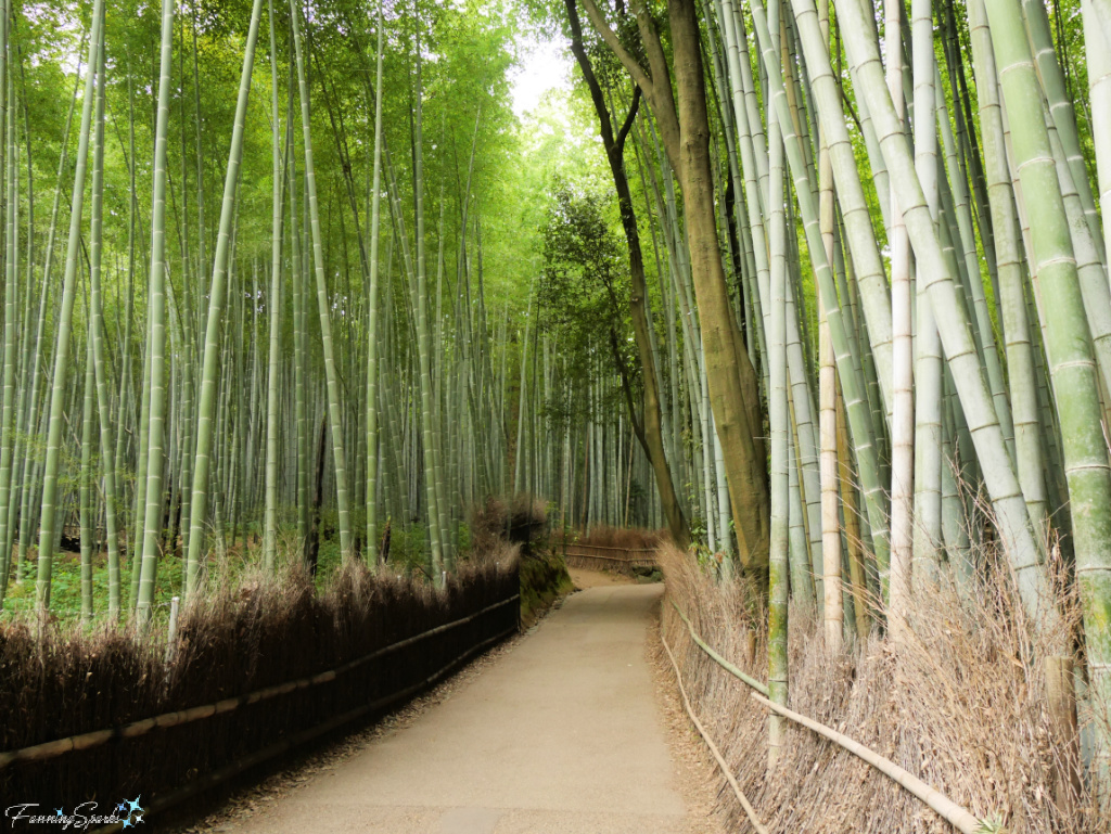 Main Path Arashiyama Bamboo Forest in Kyoto Japan   @FanningSparks