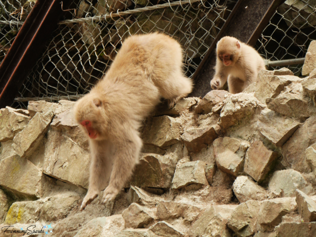 Japanese Macaque Mother and Baby Arrive Onsite at Jigokudani Yaen-Koen Japan   @FanningSparks