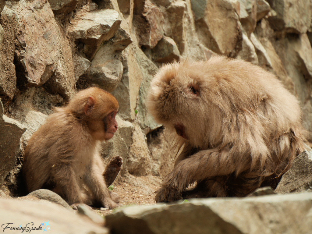 Japanese Macaque Mother and Baby Eating Seeds in Jigokudani Yaen-Koen   @FanningSparks