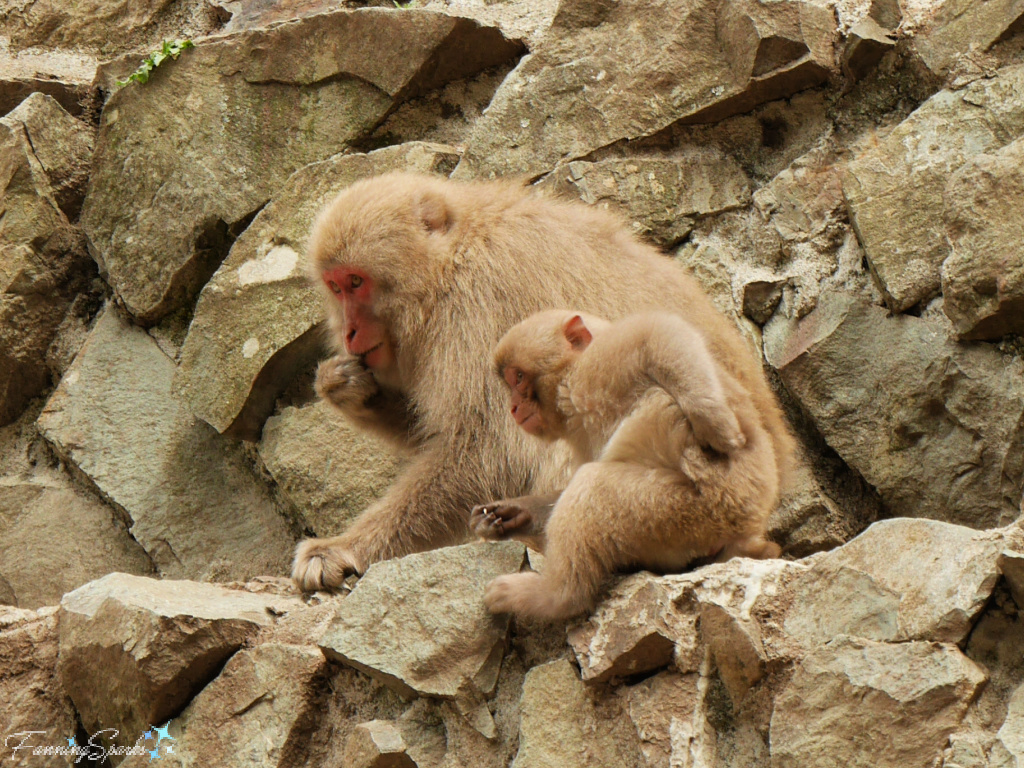 Japanese Macaque Mother and Baby Sit Side-by-Side in Jigokudani Yaen-Koen @FanningSparks