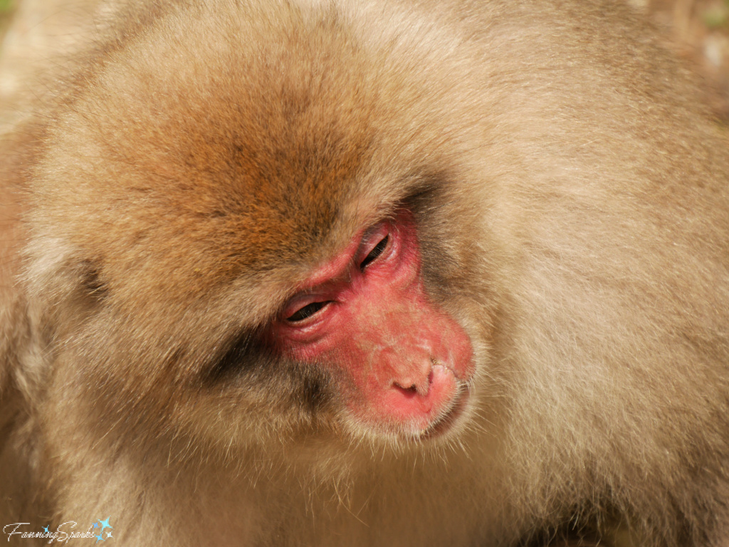 Old Japanese Macaques at Jigokudani Yaen-Koen Japan   @FanningSparks