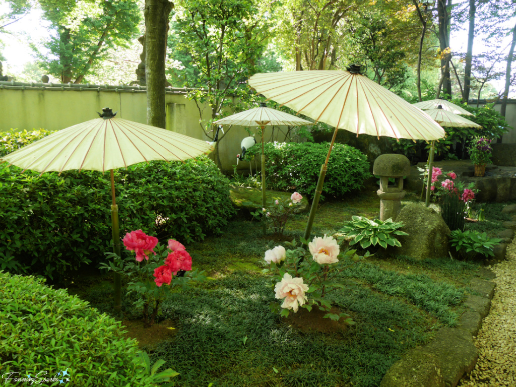 Peony Blossom Festival at Ueno Toshoga Peony Garden in Tokyo Japan   @FanningSparks