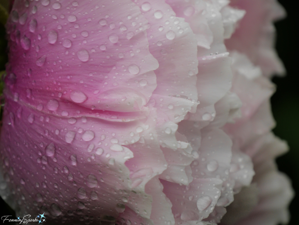 Raindrops on Tree Peony ‘Toen’   @FanningSparks