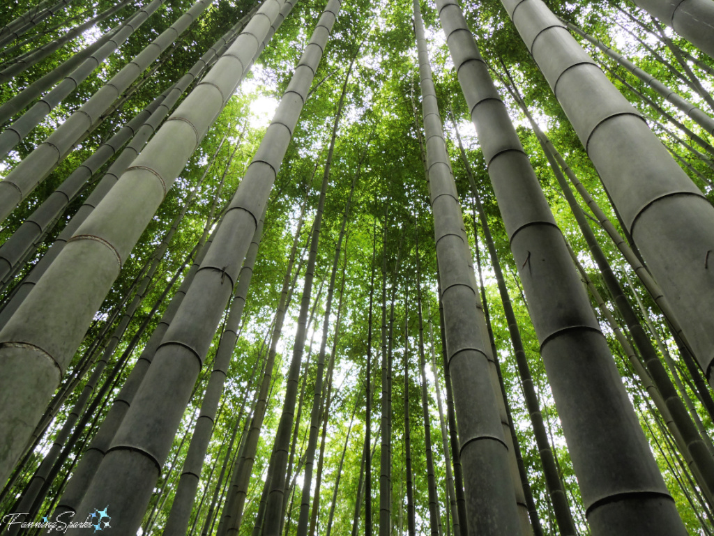 Moso Bamboo in Arashiyama Bamboo Forest in Kyoto Japan   @FanningSparks