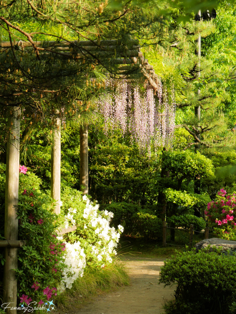 Wisteria and Azaleas in Heian Shrine Garden in Kyoto Japan   @FanningSparks